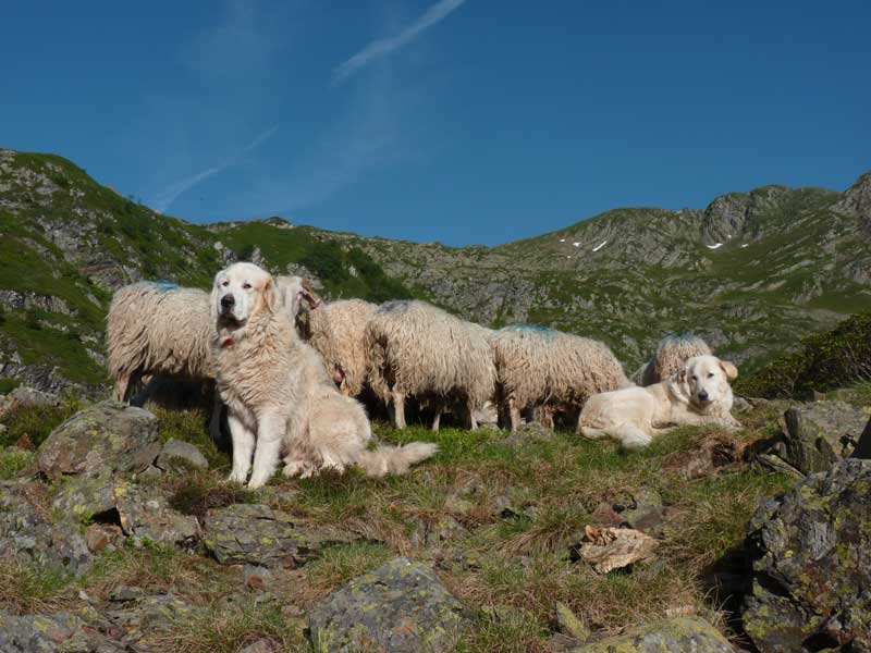 Chien protégeant le troupeau