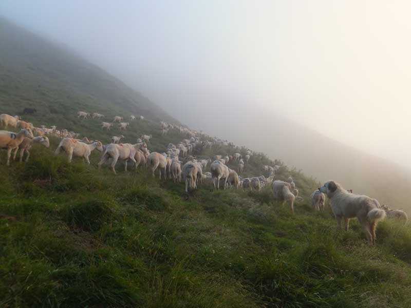 Le berger et son troupeau