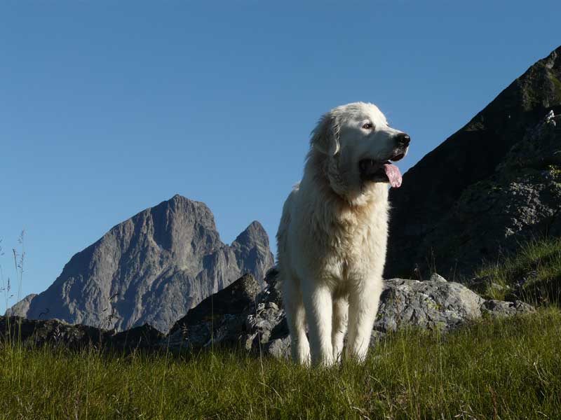 Le gardiennage en estive