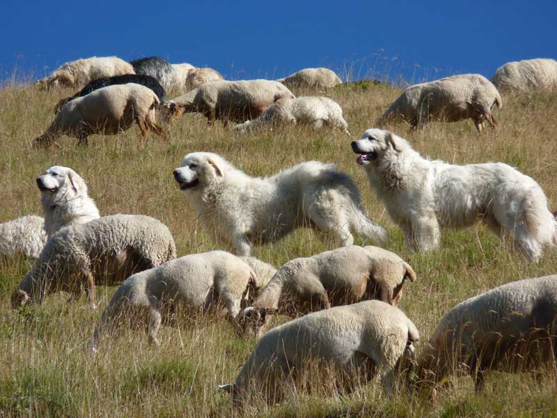 Les patous protégeant le troupeau